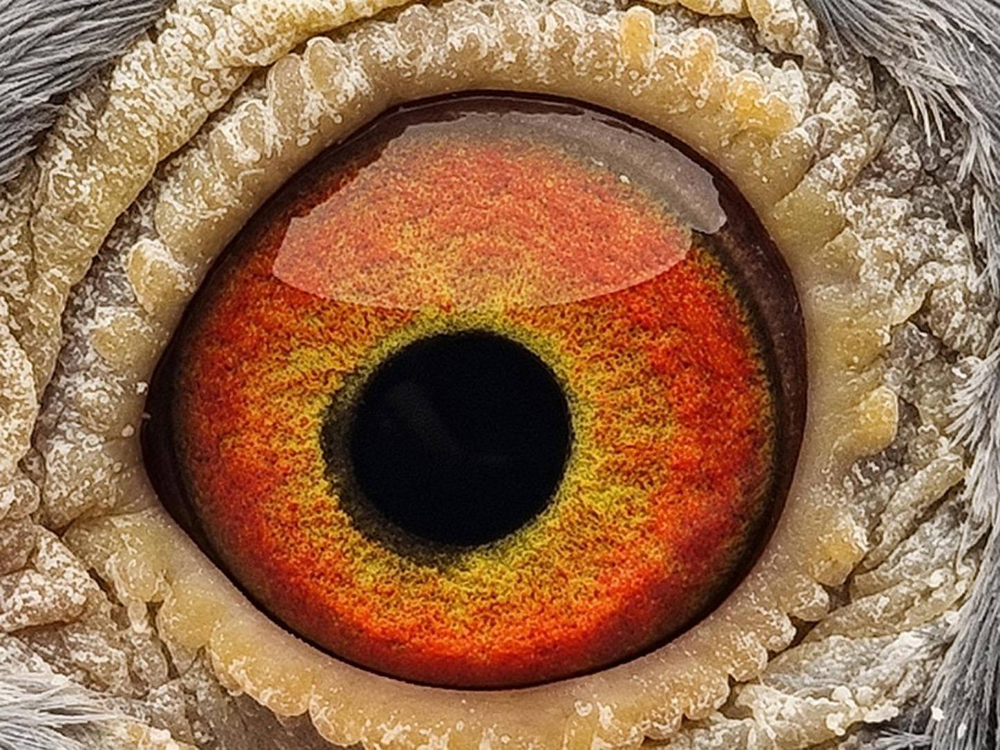 Pigeon eye